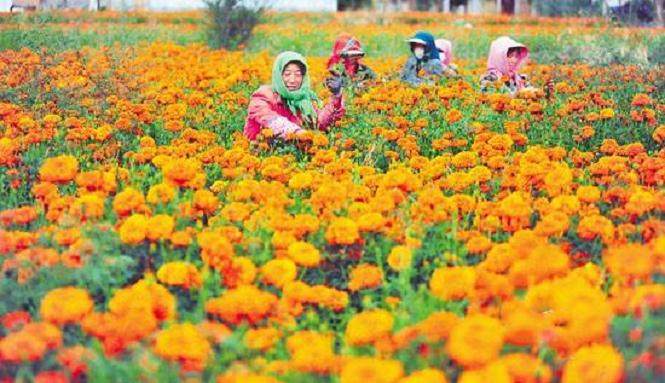 泸西现代花卉产业园着力打造全国最大的花卉种植基地
