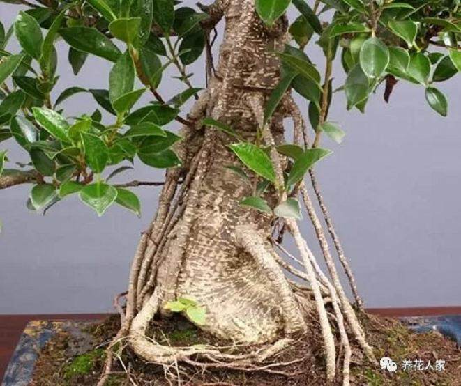 榕树盆景怎样长气根及根的培养方法！