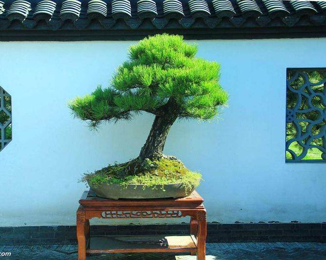 中国盆景评比展览中的树木桩盆景评比标准