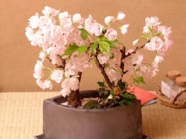 2018 武汉市举办樱花盆景和樱花插花展