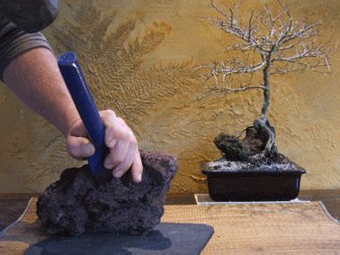图解 中国榆树盆景的根岩石风格示范