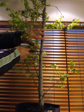 图解 三叉戟枫树盆景的修剪过程