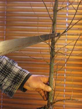 图解 三叉戟枫树盆景的修剪过程