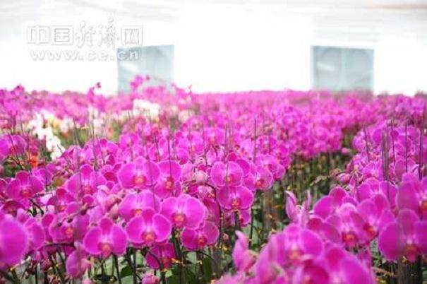 南京：春节花卉西市场生意冷清