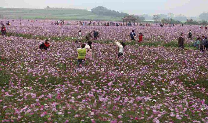 青州年宵花卉市场上推出的新品种就达30余种