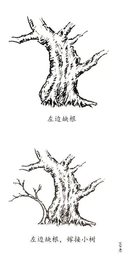 图解 杂木盆景的根部造型要点