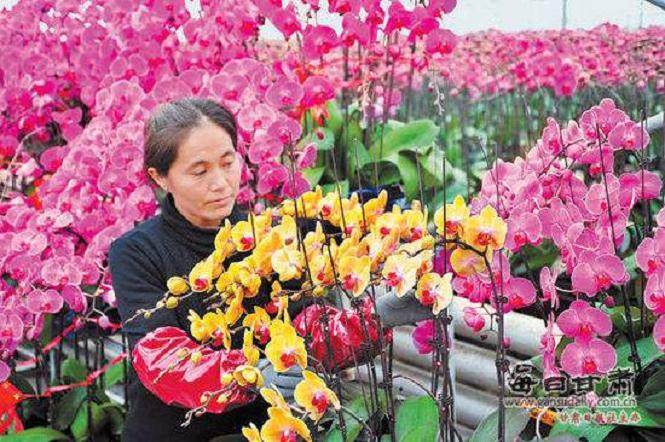2015年村里高山花卉基地亩产值近10000元