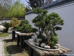 制作盆景之前需要移除龙头根和一年的预培养