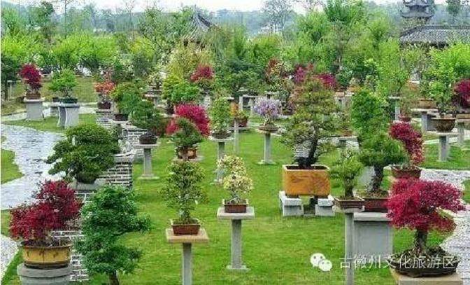 古徽州文化旅游区--牌坊群·鲍家盆景花园