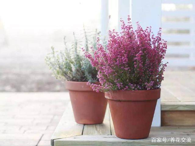 10种最耐寒的花卉盆景植物