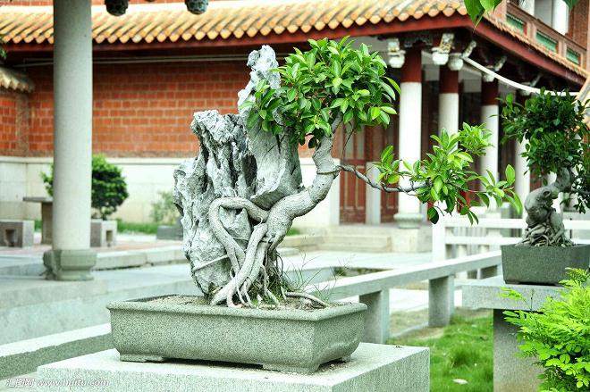漳浦县荣获中国榕树盆景之乡的称号