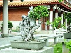 漳浦县荣获中国榕树盆景之乡的称号