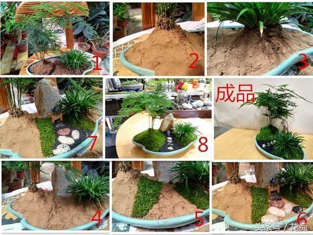 图解 制作文竹盆景的3个步骤