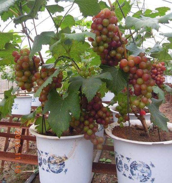 尝试种植葡萄盆景掘得“第一桶金”