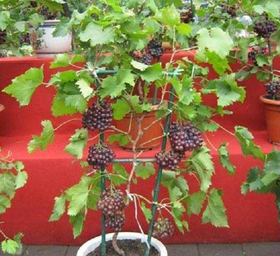 如何在阳台上种植葡萄盆景？