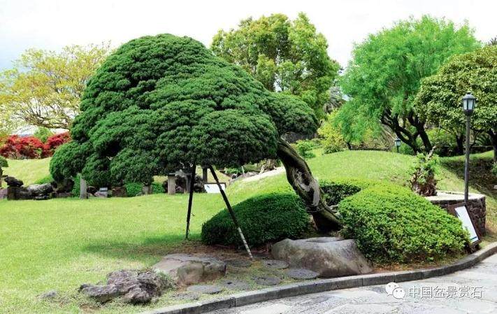 为什么大佬都去看这个济州岛的盆景园？