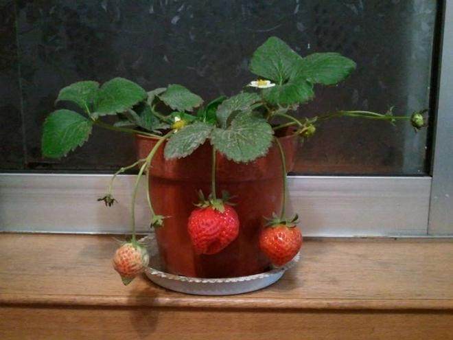 盆景草莓因“好吃又好看” 很受消费者青睐
