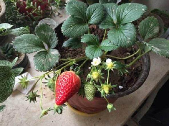宁波500多盆草莓盆景 以每盆10元的价格卖完了