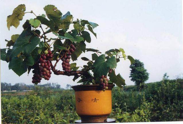 葡萄盆景的简易制作方法 