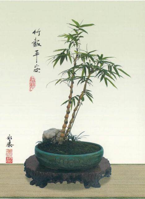 竹草盆景是指以竹子和花草为素材做成的盆景作品