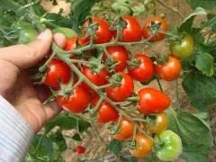 樱桃番茄的家庭盆栽发芽技术