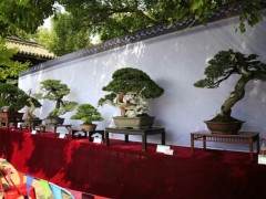 宁波市第五届盆景艺术文化展在寻芳公园内举行