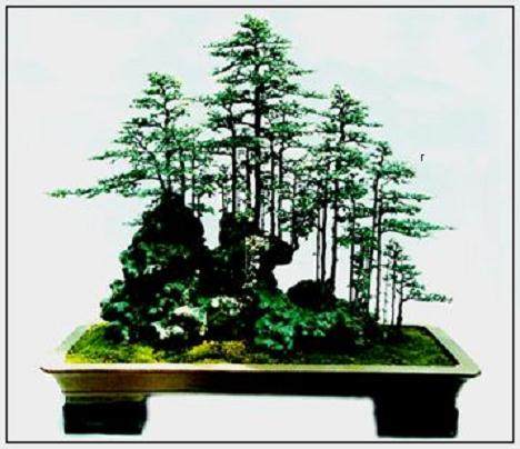浙江省乐清胡春芳创作的榆树盆景《山林雅趣》