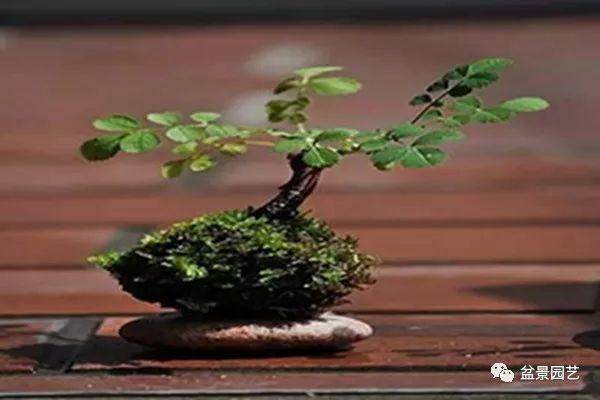 养护苔玉盆景的4个技巧