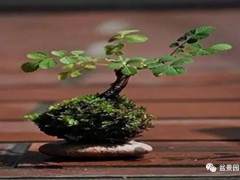 怎么养护苔玉盆景的4个技巧