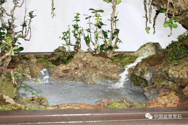 图解 刘传刚怎么制作雨林式盆景的25个全程