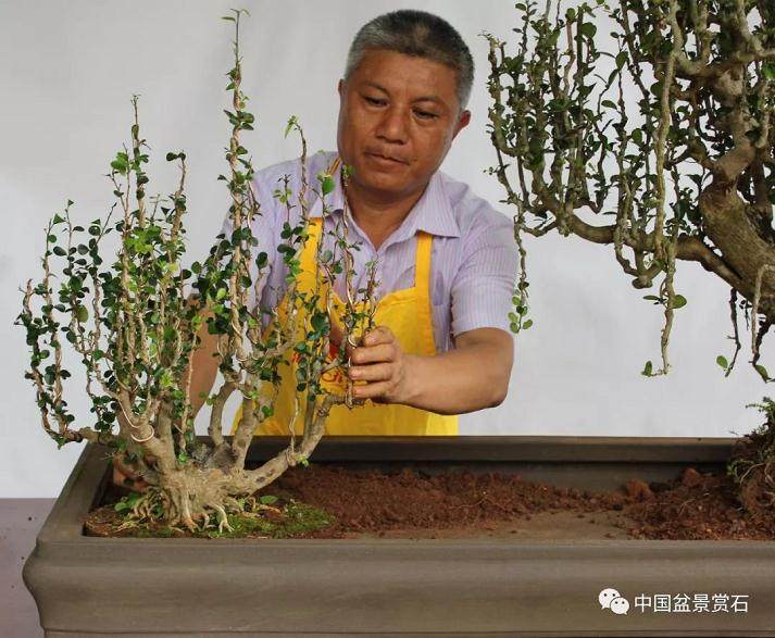 图解 刘传刚怎么制作雨林式盆景的25个全程