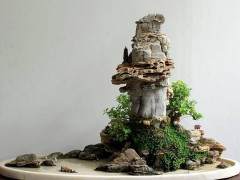 漳州盆景花博会展出314件盆景作品