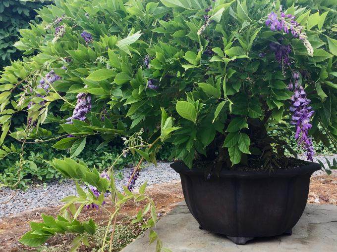 这是一种有趣的施肥技术 可以养护你的紫藤盆景