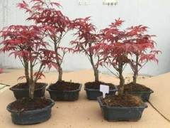 日本红枫盆景怎么养护 图片
