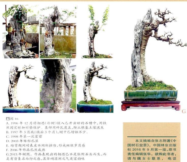 《共峥嵘》是韩学年先生制作的相思附石盆景