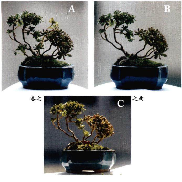  秋季节宜保持多肉土壤湿润而不积水