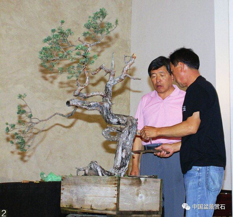 图解 韩国盆景大师制作赤松盆景的过程