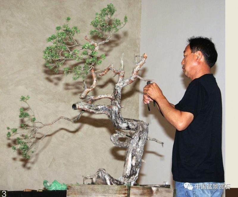 图解 韩国盆景大师制作赤松盆景的过程