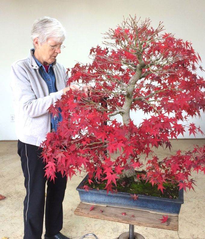何时在秋季修剪日本枫树盆景最好？