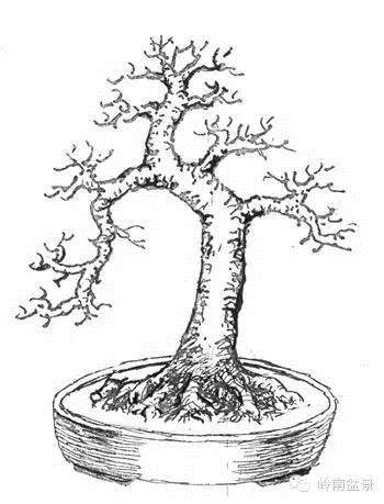 图解 盆景根部怎样造型的方法