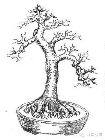 图解 盆景根部怎样造型的方法