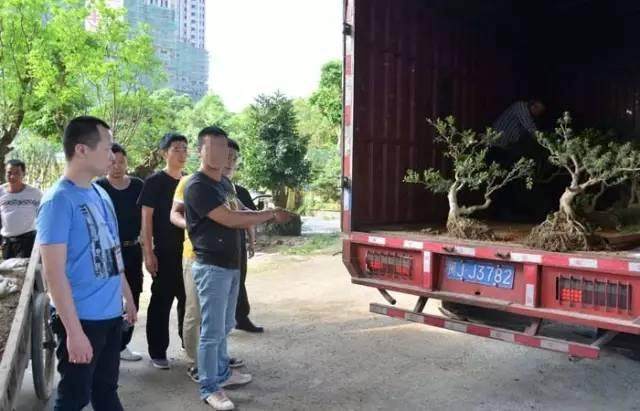 连江县一男子在霞浦盗窃13棵盆景树苗 被警方抓获