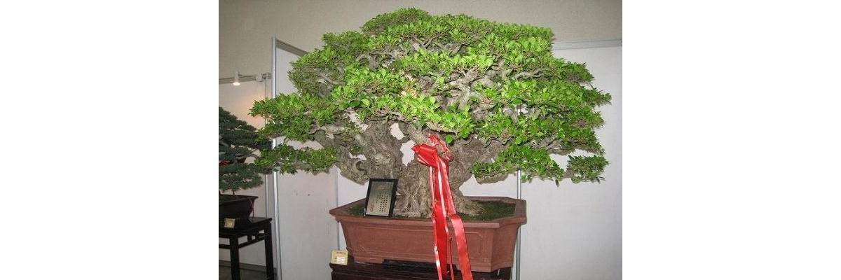 盆景拍卖 网站 日本 2019 市场 专场 Penjing8 盆景吧