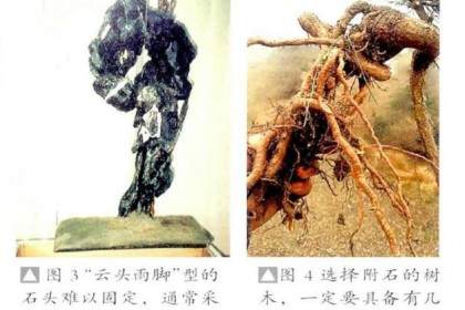 制作附石盆景的方法 - 根附石与干附石