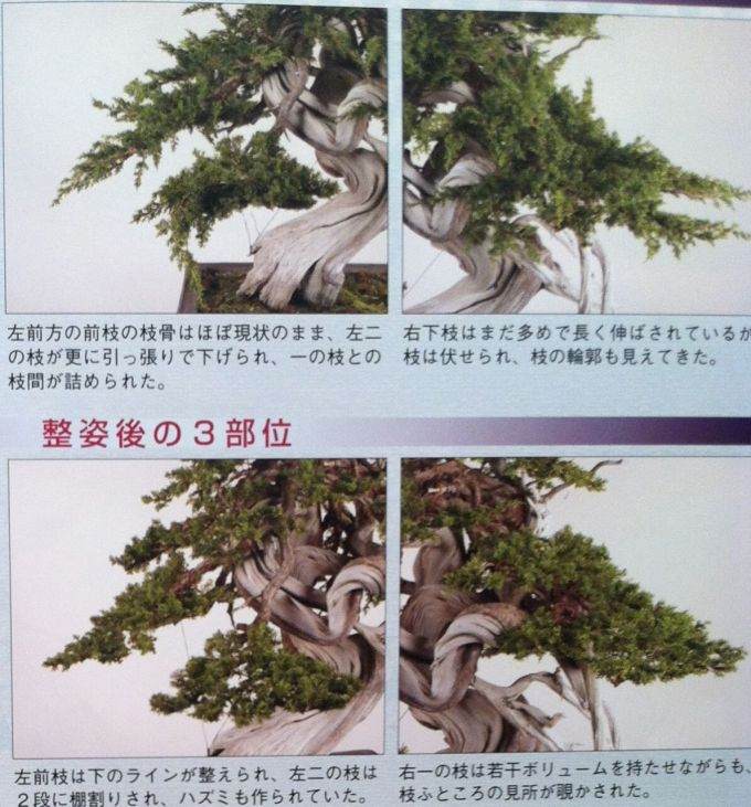 图解 日本盆景杂志上的杜松盆景设计