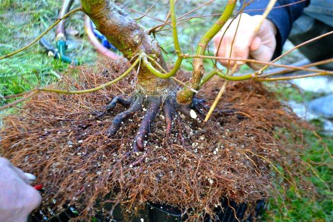 图解 如何提高日本枫树盆景的根部质量