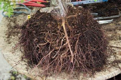 图解 怎么修剪针叶树盆景发芽后的根部