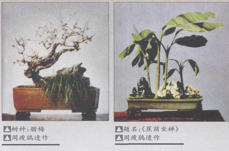 苏州盆景艺术流派的主要缔造者之一——周瘦鹃