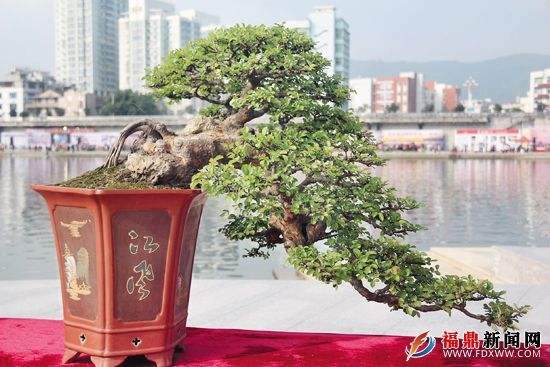 粤桂港盆景（廉江）艺术博览会本月28日隆重开幕