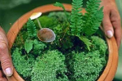 盆景放苔藓怎么浇水？看这3个注意事项